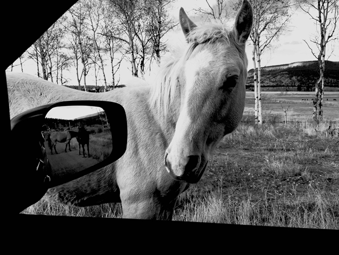 Shot by John L. in British Columbia, Canada; sometimes the physical elements in a scene, like the car window and side mirror here, can frame a photo. Apps Used: Camera, Instagram