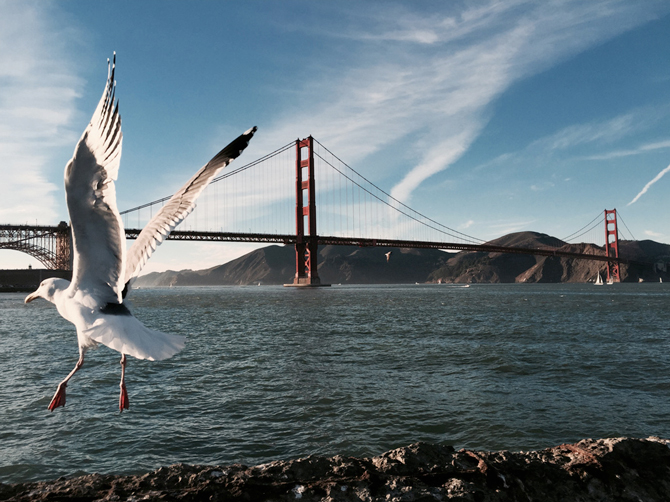 Shot by Shan L. in San Francisco, CA; sometimes the best shots aren’t planned. The bird flying through this photo adds a sense of scale and surprise to an iconic view, making the whole composition more interesting. Apps Used: Camera, Snapseed, Instagram