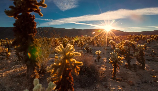 Joshua-Tree-6