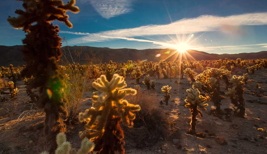 Joshua-Tree-6