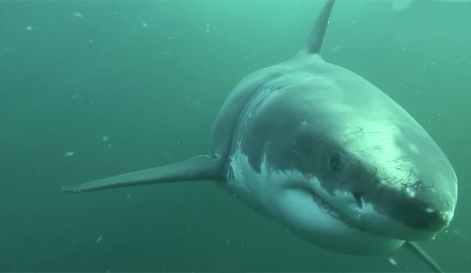 Great White