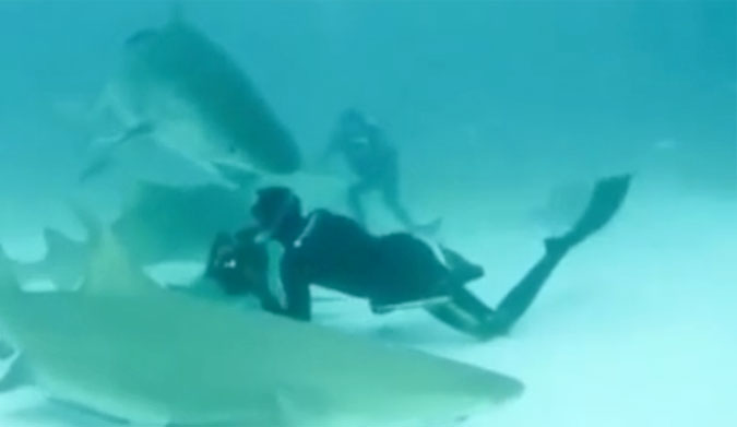 Tiger Shark Almost Bites off Photographer's Head