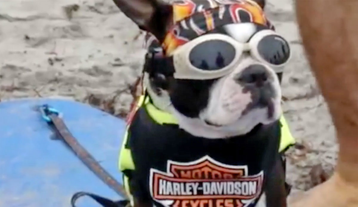 Dogs, Goats, Pigs Surf