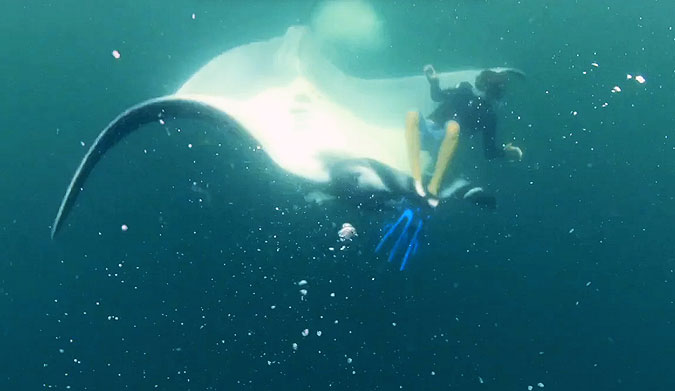 Manta rays can be pretty tough to read. Expression-wise, they're not exactly full of emotion.
