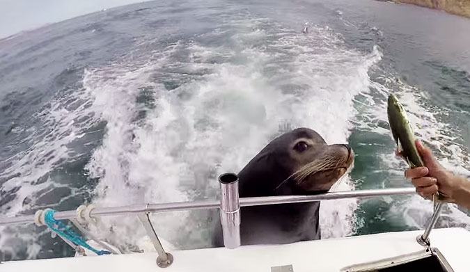 Sea lions LOVE eating–as Frankie Grant, a 26-year-old scuba instructor found out on his way back to Cabo San Lucas, found out.