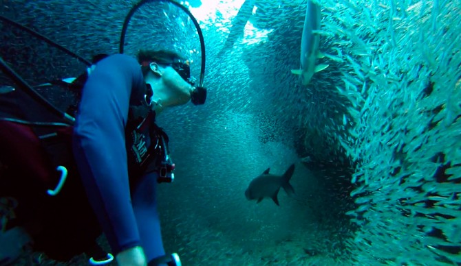 Fish