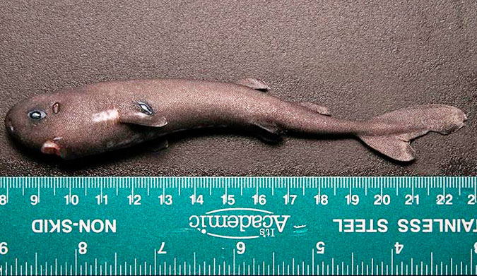 Not quite 6 inches long, the pocket shark is indeed a shark that could fit in your pocket.