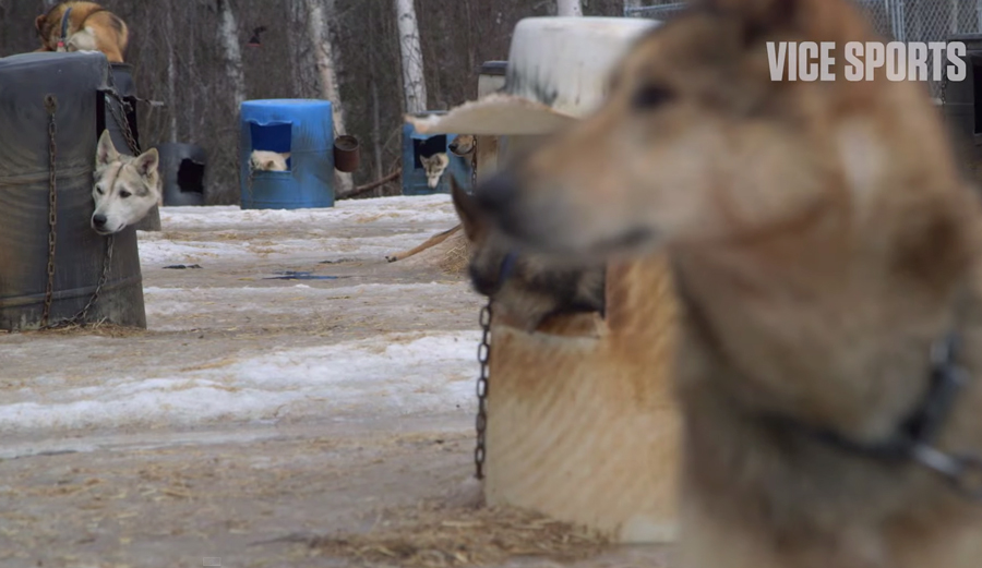 Iditarod-2