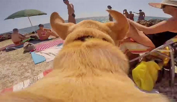 Walter The Dog Loves the Ocean