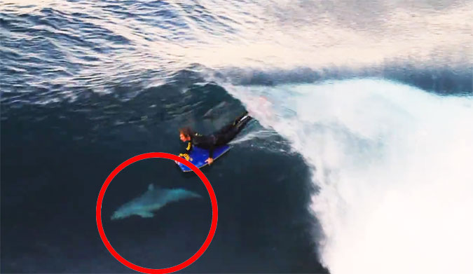 Dolphin Shares Wave with Bodyboarder