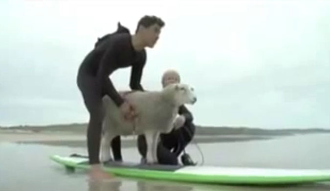 Surfing Sheep