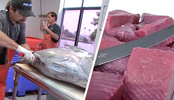Tuna Filet