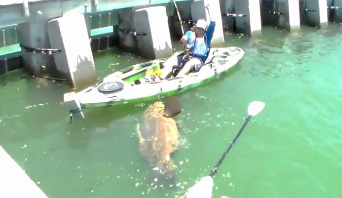 Goliath Grouper Florida