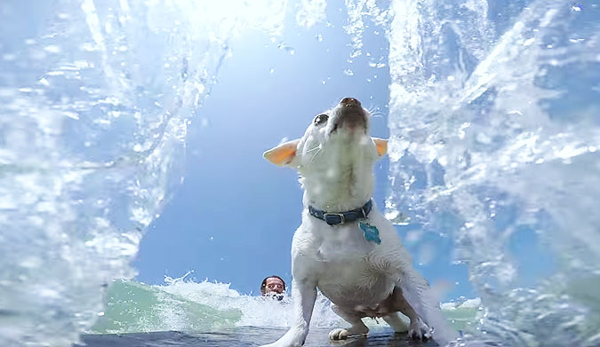 Some dogs just want to fetch a f*cking ball.