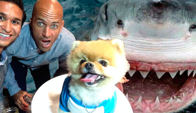 Then we did a quick shark dive. JiffPom scared the shit out of Jaws.