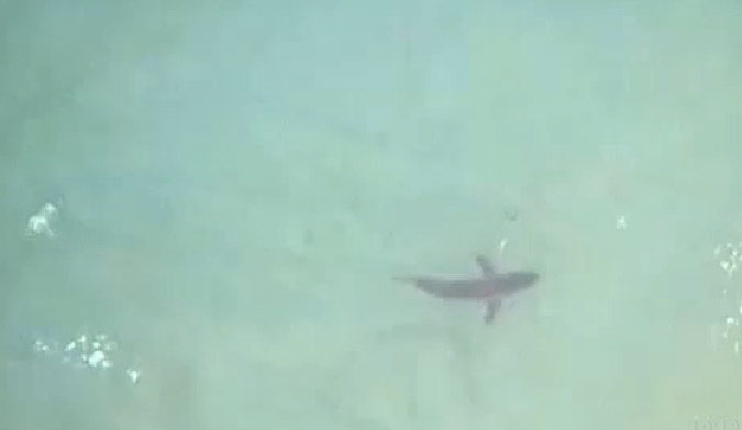 Lifeguards in Seal Beach, California are using drones to monitor the beaches they're responsible for efficiently. What they're finding is a much faster way to spot sharks swimming near shore.