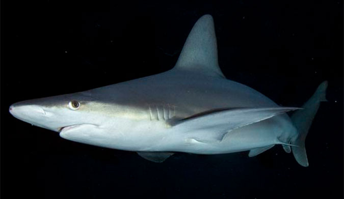 Sandbar shark. One of the species of sharks killed in the accident. Photo: Elasmodiver
