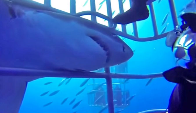 Great White Shark Sneaks up from Behind