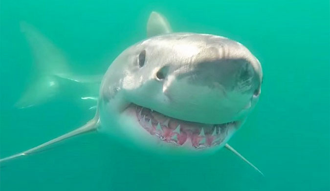 Great White