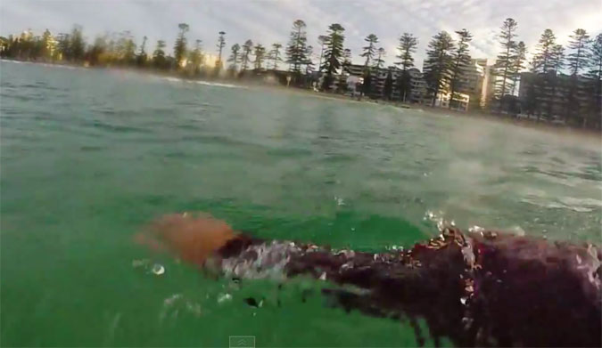Great White Manly Beach, Australia