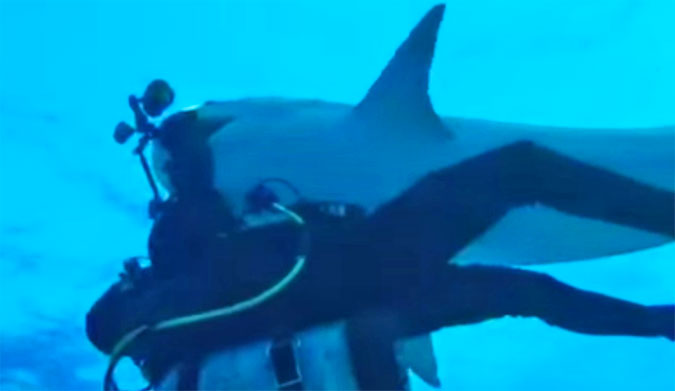 Tiger Shark Steals Camera