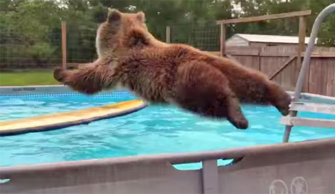 Bruiser the surfing bear