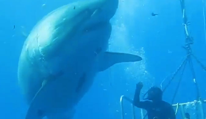 GIGANTIC SHARK