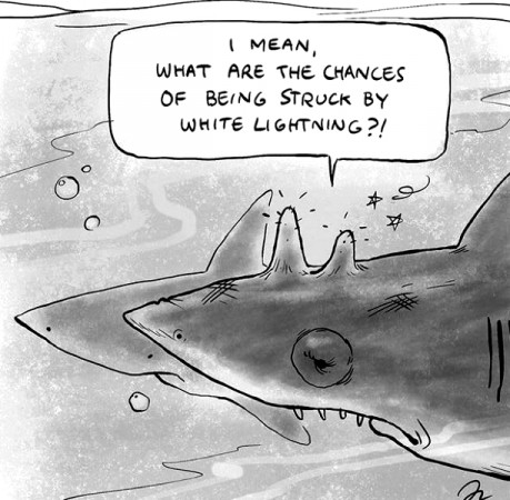Mick Fanning, Memes, Surfing, JBayOpen, WSL, Shark, Great White, South Africa