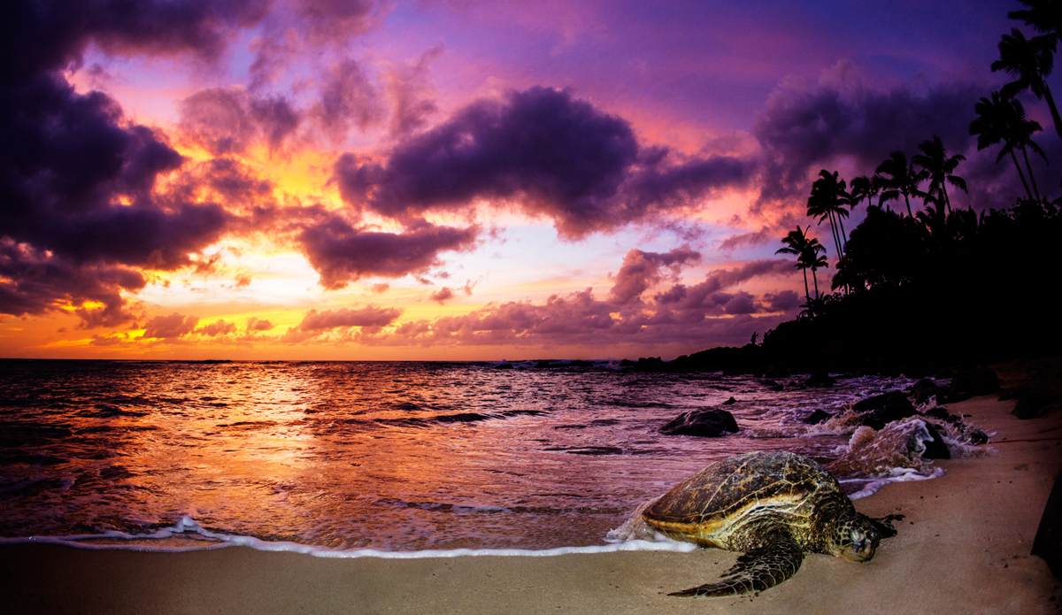 Sleeping Honu