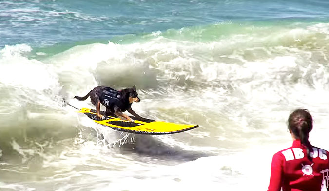 This is the sixth annual Unleashed by Petco dog surfing contest. And you know what? The look like they're actually having fun.