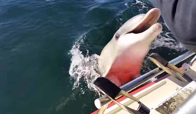 Dolphins like food. Dolphins hate cameras.