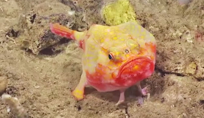 New Species
