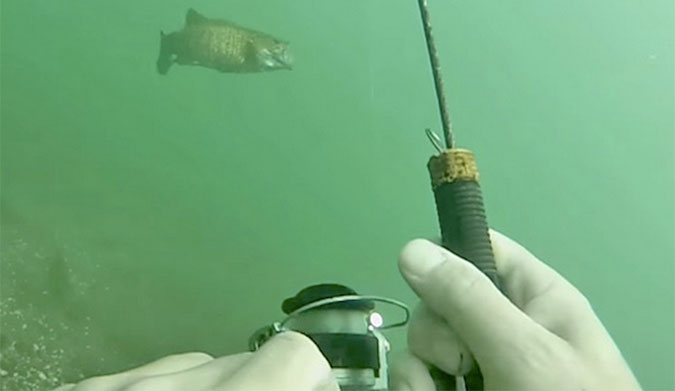 Scuba diver catches bass underwater