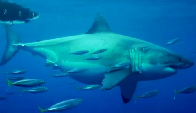 Largest Great White Ever Filmed