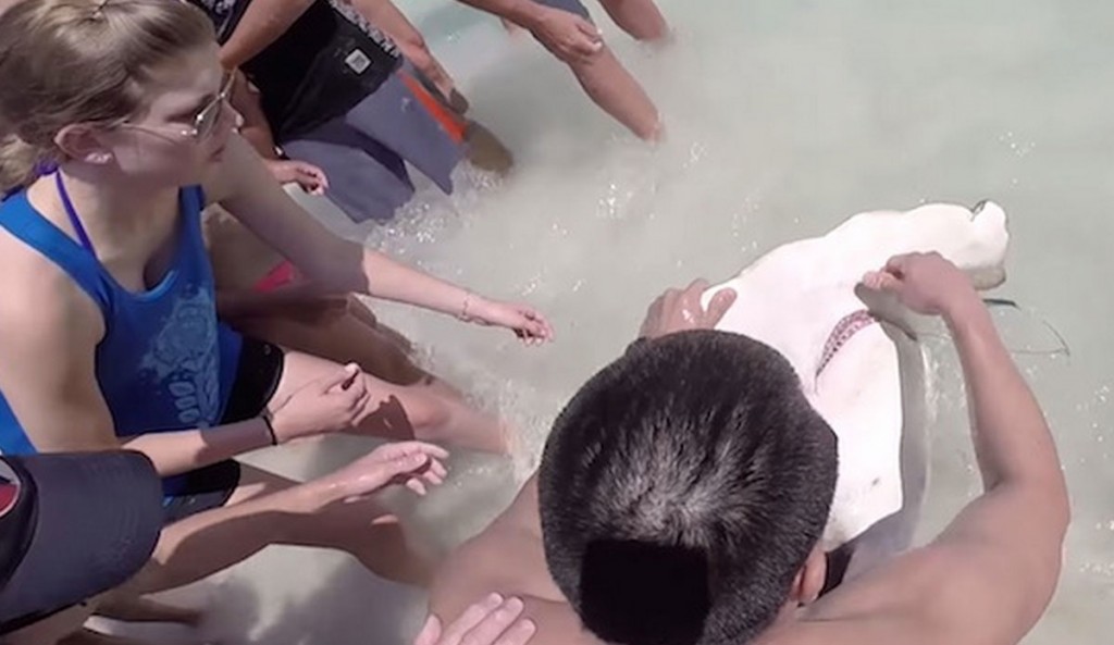 Brothers Save Hammerhead Shark Destin, FL 2015