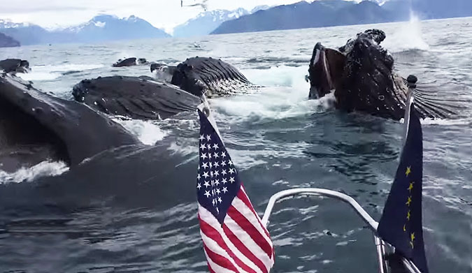 While he was boating off Alaska, a pod of humpback whales surfaced, and blew his fucking mind.