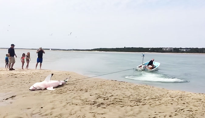 There were a whole bunch of little kids on that beach cheering for the shark, and if some guy came along and clubbed it like a baby seal (also awful!), well, that would have been sad.