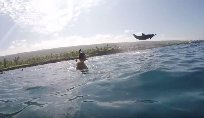 Dolphin