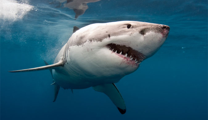 Shark Attack Santa Barbara