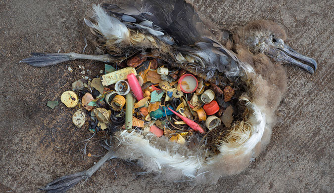 Fish, birds and marine mammals ingest much of the plastic which can rupture their organs or cause starvation.