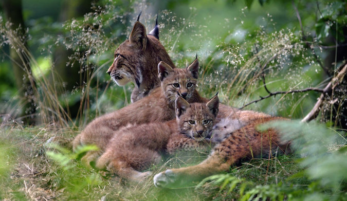 Luchsfamilie