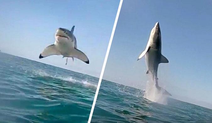 Great White Missile
