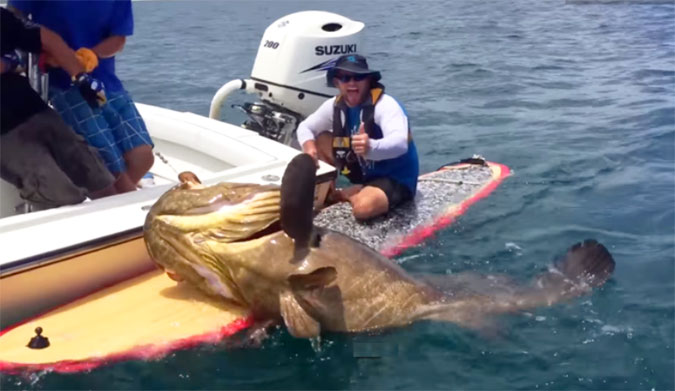 412-pound goliath grouper