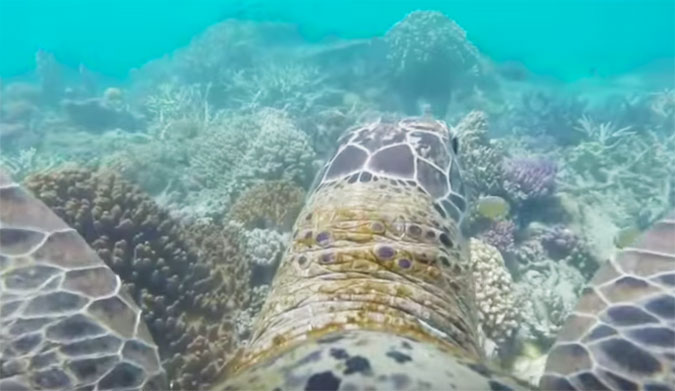 A Turtle Tour of the Great Barrier Reef
