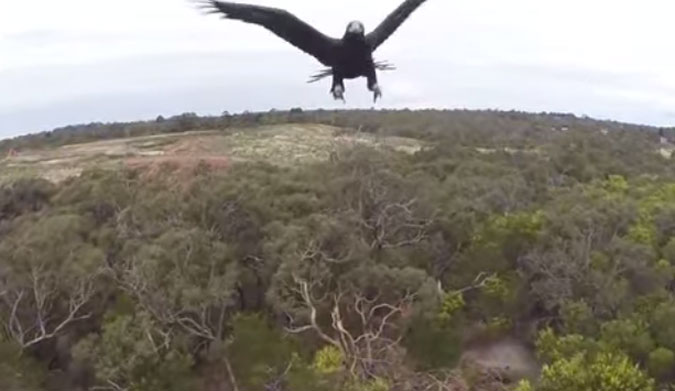 Eagle Drone