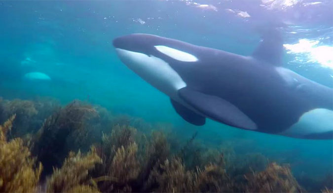 Surprise visit from orcas