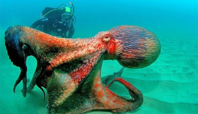 Octopus
