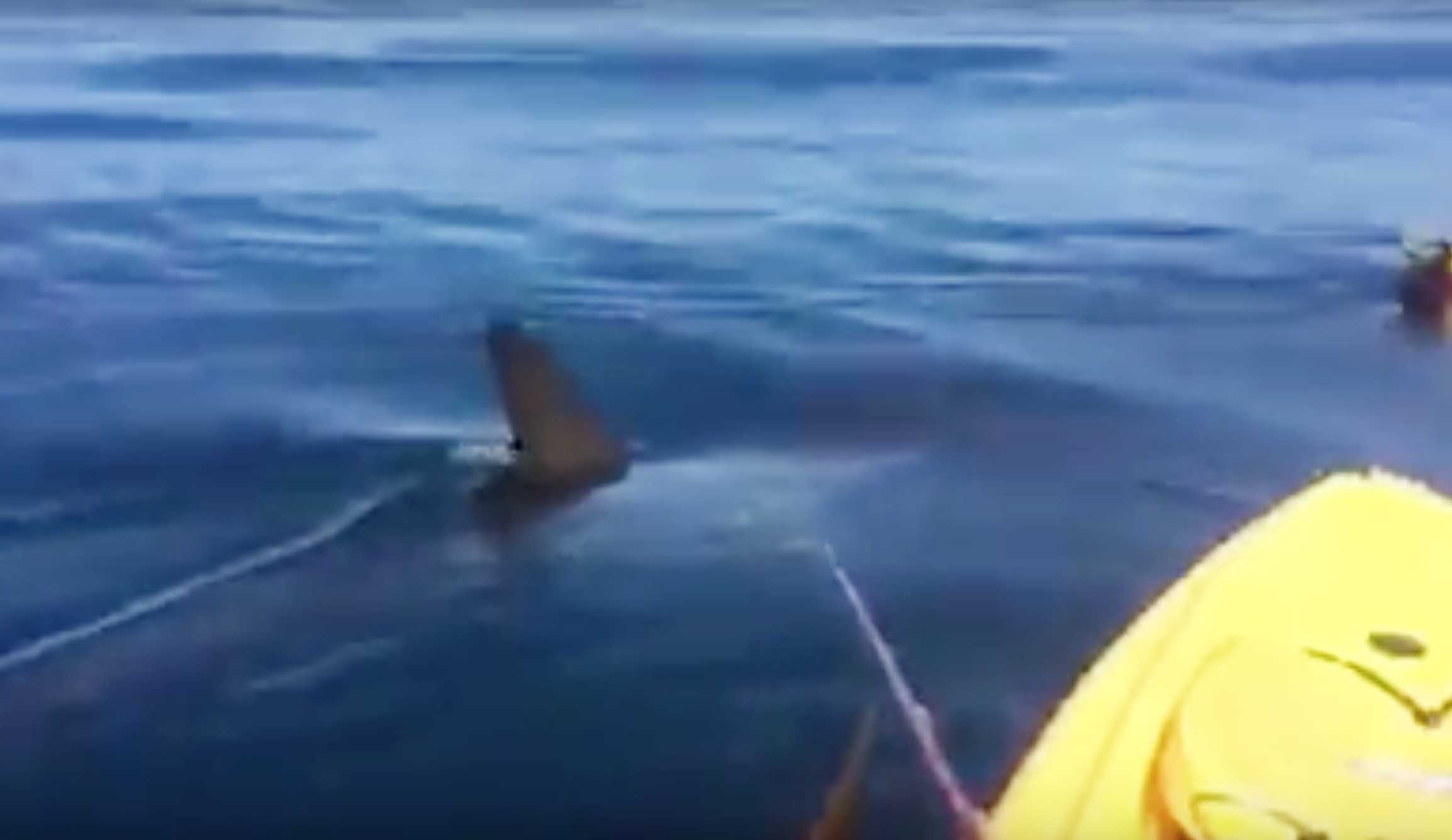 Here's a hammerhead saying hi to the kayakers of San Diego.