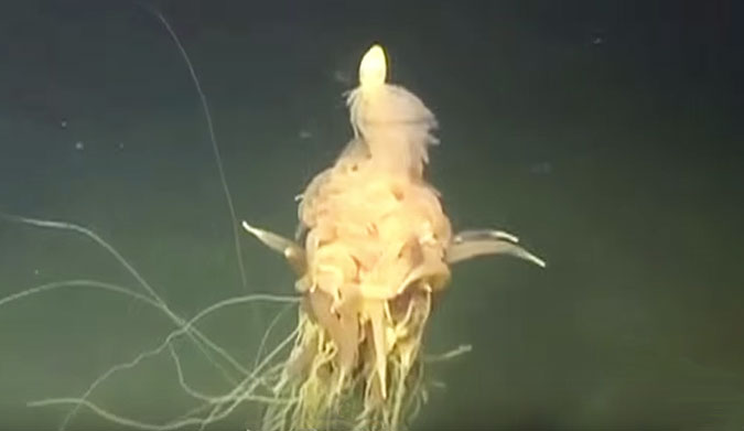 The creature they found swimming around their rig is nothing short of supremely strange.