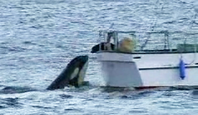 Just off Vancouver Island on Canada's west coast, there was a killer whale named Luna.